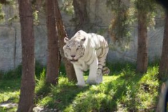 African Safari Zoo - LIVIT Immersion Center